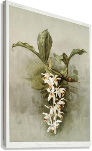 Swains Coelogyne Coelogyne swaniana from Reichenbachia Orchids 1888-1894 illustrated by Frederick Sander 1847-1920.  Canvas Print