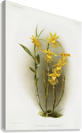 Dendrobium brymerianum from Reichenbachia Orchids 1888-1894 illustrated by Frederick Sander 1847-1920.  Canvas Print