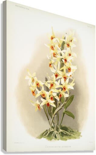 Dendrobium aureum from Reichenbachia Orchids 1888-1894 illustrated by Frederick Sander 1847-1920.  Canvas Print