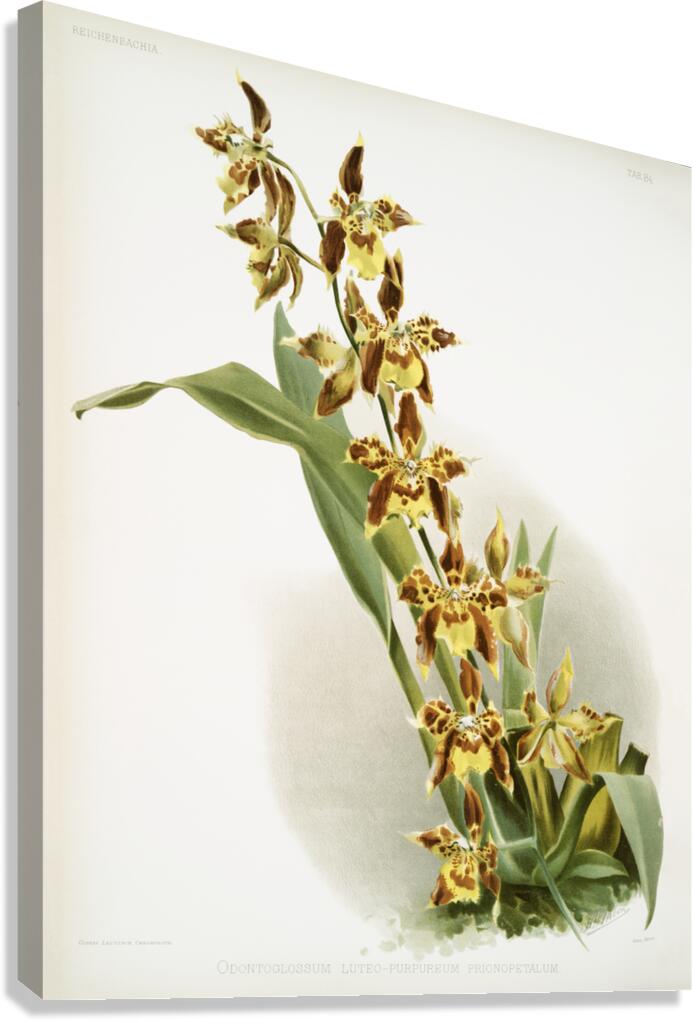 Odontoglossum luteo-purpureum prionopetalum from Reichenbachia Orchids 1888-1894 illustrated by Frederick Sander 1847-1920.  Canvas Print