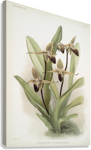 Cypripedium rothschildianum from Reichenbachia Orchids 1888-1894 illustrated by Frederick Sander 1847-1920.  Canvas Print