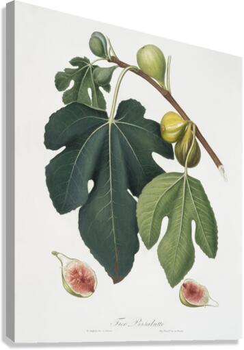 Fig Ficus carica sativa from Pomona Italiana 1817 - 1839 by Giorgio Gallesio 1772-1839.  Canvas Print