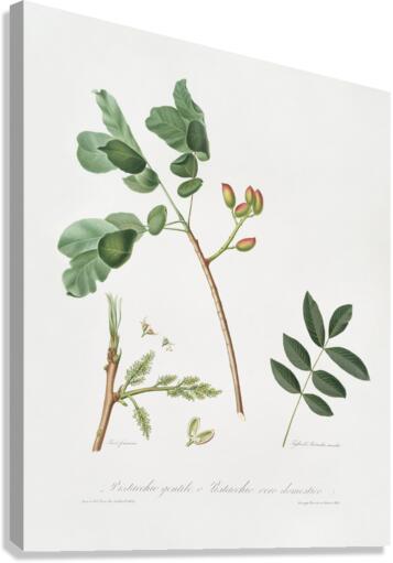 Pistachio Pistacia vera from Pomona Italiana 1817 - 1839 by Giorgio Gallesio 1772-1839.  Canvas Print