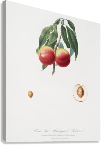 Peach Persica psillidermis from Pomona Italiana 1817 - 1839 by Giorgio Gallesio 1772-1839.  Canvas Print