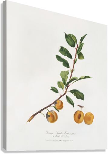 Apricot Prunus Sanctae Catherinae from Pomona Italiana 1817 - 1839 by Giorgio Gallesio 1772-1839.  Canvas Print