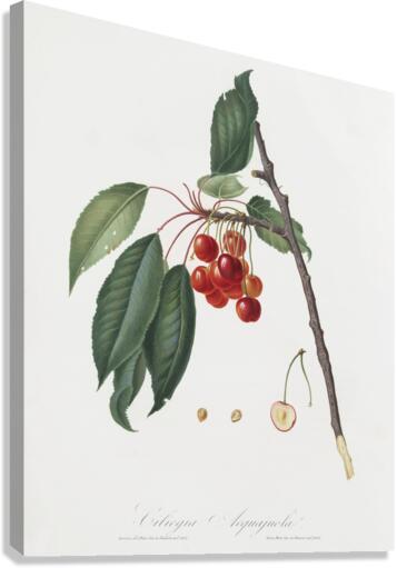 Cherry Prunus avium from Pomona Italiana 1817 - 1839 by Giorgio Gallesio 1772-1839.  Canvas Print