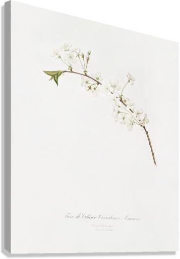 Amarena cherry flower Prunus cerasus from Pomona Italiana 1817 - 1839 by Giorgio Gallesio 1772-1839.  Canvas Print