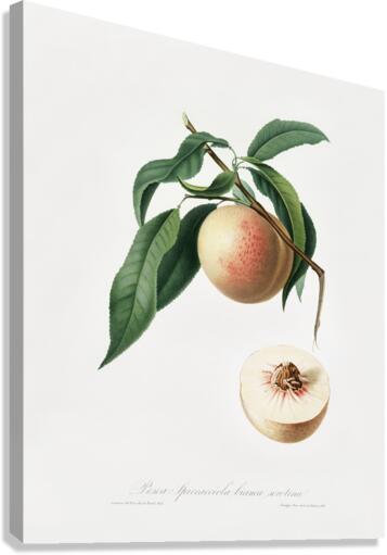 Peach Persica julodermis from Pomona Italiana 1817 - 1839 by Giorgio Gallesio 1772-1839.  Canvas Print
