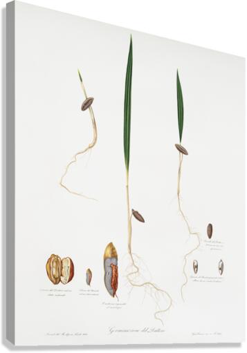 Date Palm Phoenix dactylifera from Pomona Italiana 1817 - 1839 by Giorgio Gallesio 1772-1839.  Canvas Print