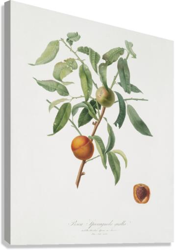 Peach Amygdalus persica iulodermis from Pomona Italiana 1817 - 1839 by Giorgio Gallesio 1772-1839.  Canvas Print