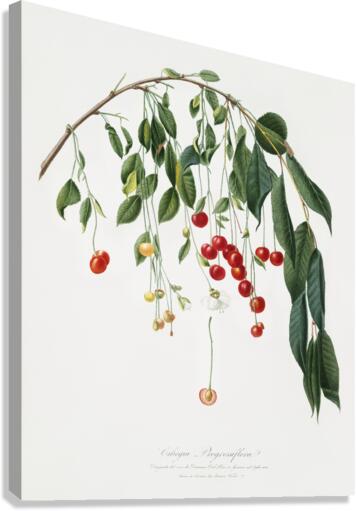 Visciola Cherries Cerasus visciola from Pomona Italiana 1817 - 1839 by Giorgio Gallesio 1772-1839.  Canvas Print
