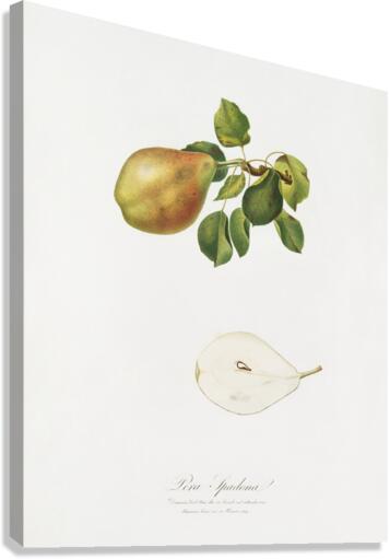Pear Pyrus Spaddonia from Pomona Italiana 1817 - 1839 by Giorgio Gallesio 1772-1839.  Canvas Print