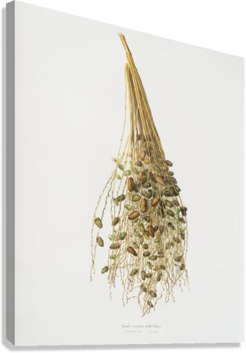 Normal Spadice of the palm Phoenix dactylifera from Pomona Italiana 1817 - 1839 by Giorgio Gallesio 1772-1839.  Canvas Print