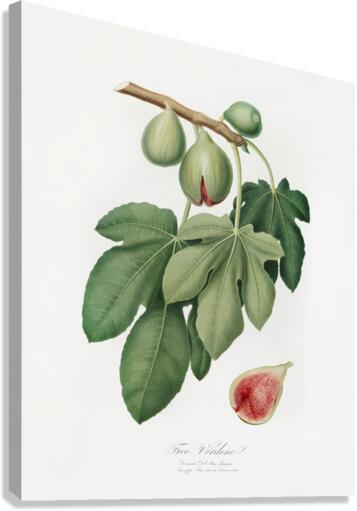 Fig Ficus carica from Pomona Italiana 1817 - 1839 by Giorgio Gallesio 1772-1839.  Canvas Print