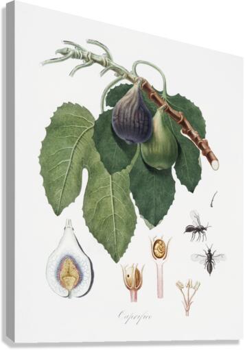 Cherry Cerasus Duracina from Pomona Italiana 1817 - 1839 by Giorgio Gallesio 1772-1839.  Canvas Print