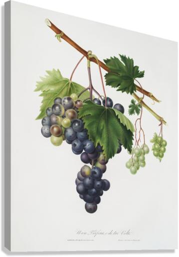 Grape from Ischia Viti vinifera vegetatione insana from Pomona Italiana 1817 - 1839 by Giorgio Gallesio 1772-1839.  Canvas Print