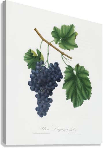 Lacrima grapes Vitis vinifera Vallisarnensis from Pomona Italiana 1817 - 1839 by Giorgio Gallesio 1772-1839.  Canvas Print
