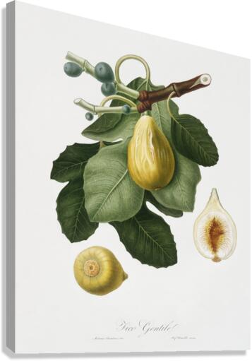 Common Fig Ficus carica sativa from Pomona Italiana 1817 - 1839 by Giorgio Gallesio 1772-1839.  Canvas Print