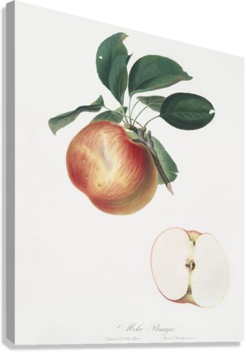 Apple Malus domestica from Pomona Italiana 1817 - 1839 by Giorgio Gallesio 1772-1839.  Canvas Print