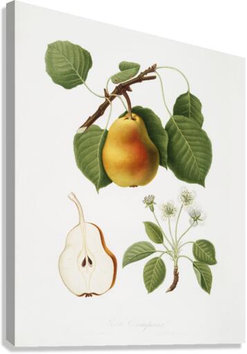 Pear Pyrus Pompeiana from Pomona Italiana 1817 - 1839 by Giorgio Gallesio 1772-1839.  Canvas Print