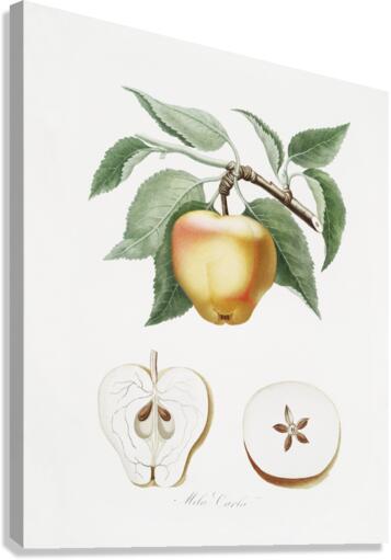 Carla Apple Melo Carlo from Pomona Italiana 1817 - 1839 by Giorgio Gallesio 1772-1839.  Canvas Print