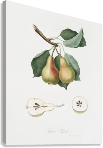 Pear Pyrus Perla from Pomona Italiana 1817 - 1839 by Giorgio Gallesio 1772-1839.  Canvas Print