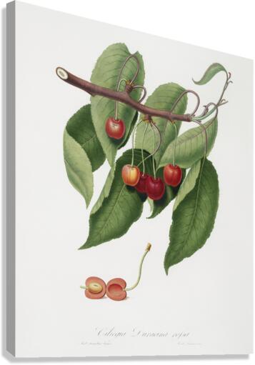 Cherry Cerasus cordiformis duracina from Pomona Italiana 1817 - 1839 by Giorgio Gallesio 1772-1839.  Canvas Print