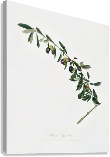 Olives Olea sativa Italica from Pomona Italiana 1817 - 1839 by Giorgio Gallesio 1772-1839.  Canvas Print