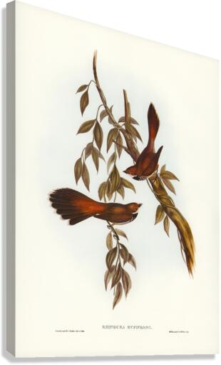 Rufous-fronted Fantail Rhipidura rufifrons illustrated by Elizabeth Gould 1804–1841 for John Gould’s 1804-1881 Birds of Australia  Canvas Print