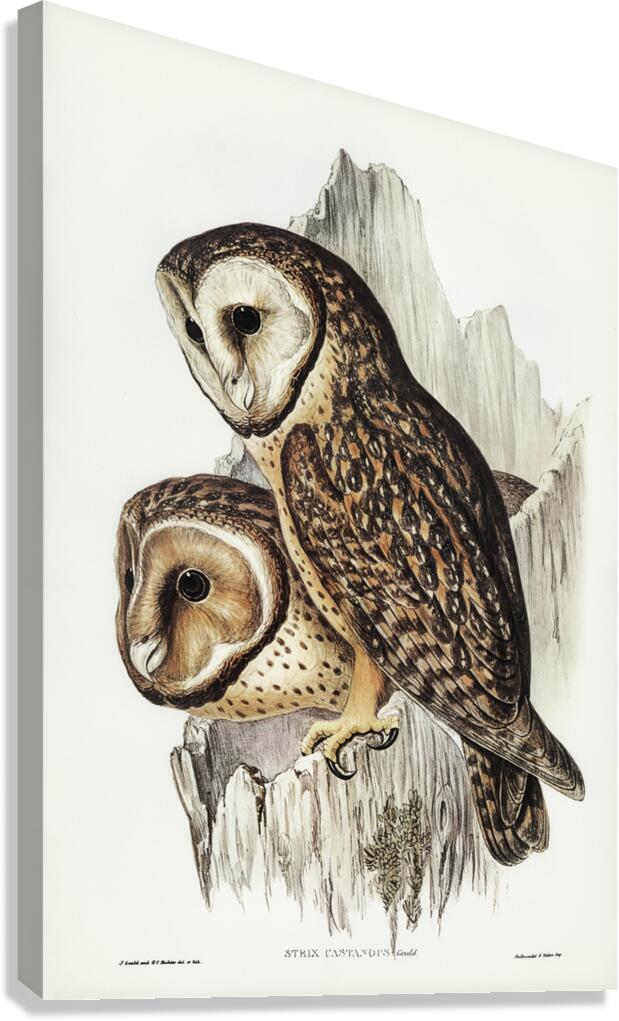 Chestnut-faced Owl Strix castanops illustrated by Elizabeth Gould 1804–1841 for John Gould’s 1804-1881 Birds of Australia  Canvas Print