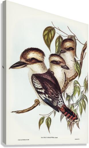 Great Brown Kingfisher Dacelo gigantic illustrated by Elizabeth Gould 1804–1841 for John Gould’s 1804-1881 Birds of Australia  Canvas Print