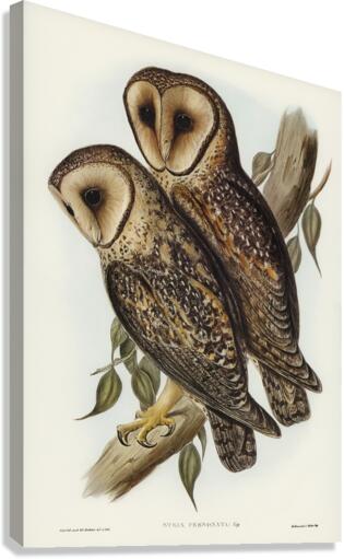 Masked Barn Owl Strix Personata Vig illustrated by Elizabeth Gould 1804–1841 for John Gould’s 1804-1881 Birds of Australia  Canvas Print