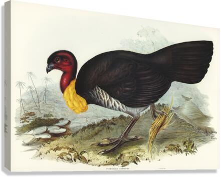 Brush turkey Talegalla Lathamii illustrated by Elizabeth Gould 1804–1841 for John Gould’s 1804-1881 Birds of Australia  Canvas Print
