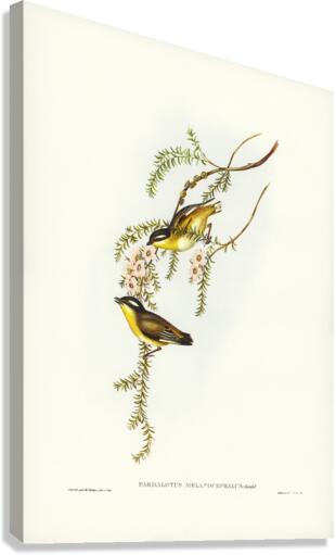 Black-headed Pardalote Pardalotus melanocephalus illustrated by Elizabeth Gould 1804–1841 for John Gould’s 1804-1881 Birds of Australia  Canvas Print