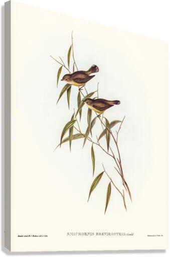 Short-billed tree tit Smicrornis brevirostris illustrated by Elizabeth Gould 1804–1841 for John Gould’s 1804-1881 Birds of Australia  Canvas Print