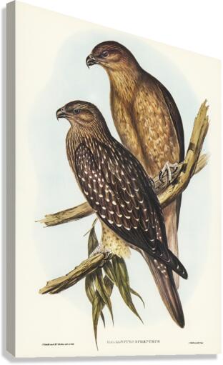 Whistling eagle illustrated by Elizabeth Gould 1804–1841 for John Gould’s 1804-1881 Birds of Australia  Canvas Print
