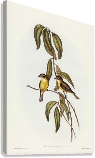 Yellow-bellied flycatcher Microeca flavigaster illustrated by Elizabeth Gould 1804–1841 for John Gould’s 1804-1881 Birds of Australia  Canvas Print