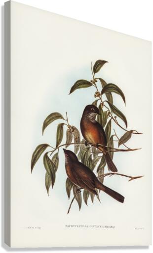 Olivaceous Pachycephala Pachycephala olivacea Vig&Horsf illustrated by Elizabeth Gould 1804–1841 for John Gould’s 1804-1881 Birds of Australia  Canvas Print