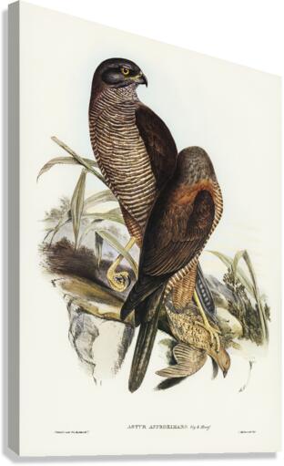 Australian Goshawk Astur approximans illustrated by Elizabeth Gould 1804–1841 for John Gould’s 1804-1881 Birds of Australia  Canvas Print