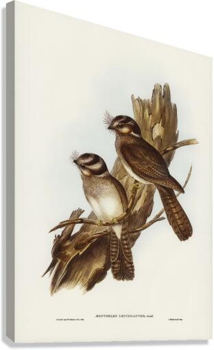 White-bellied Owlet Nightjar Aegotheles leucogaster Gould illustrated by Elizabeth Gould 1804–1841 for John Gould’s 1804-1881 Birds of Australia  Canvas Print