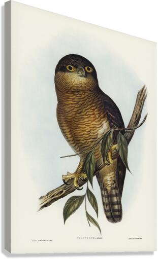 Rufous Owl Athene rufa illustrated by Elizabeth Gould 1804–1841 for John Gould’s 1804-1881 Birds of Australia  Canvas Print