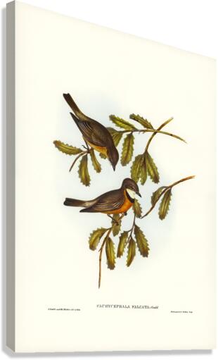 Lunated Pachycephala Pachycephala falcata illustrated by Elizabeth Gould 1804–1841 for John Gould’s 1804-1881 Birds of Australia  Canvas Print