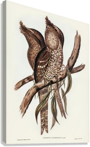 Plumed Podargus Podargus plumiferus illustrated by Elizabeth Gould 1804–1841 for John Gould’s 1804-1881 Birds of Australia  Canvas Print