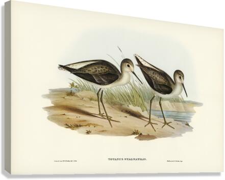 Marsh Sandpiper Totanus stagnatilis illustrated by Elizabeth Gould 1804–1841 for John Gould’s 1804-1881 Birds of Australia  Canvas Print