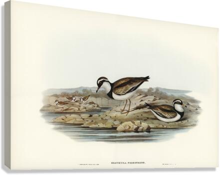 Black-fronted Dottrel Hiaticula nigrifrons illustrated by Elizabeth Gould 1804–1841 for John Gould’s 1804-1881 Birds of Australia  Canvas Print