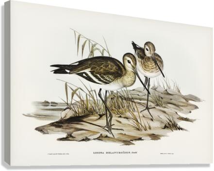Black-tailed Godwit Limosa Melanuroides illustrated by Elizabeth Gould 1804–1841 for John Gould’s 1804-1881 Birds of Australia  Canvas Print