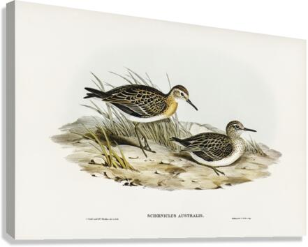 Australian Tringa Schoeniclus Australis illustrated by Elizabeth Gould 1804–1841 for John Gould’s 1804-1881 Birds of Australia  Canvas Print