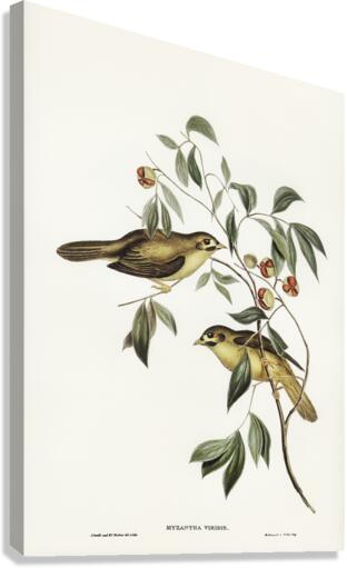 Australian Bell Bird Myzantha melanophrys illustrated by Elizabeth Gould 1804–1841 for John Gould’s 1804-1881 Birds of Australia  Canvas Print