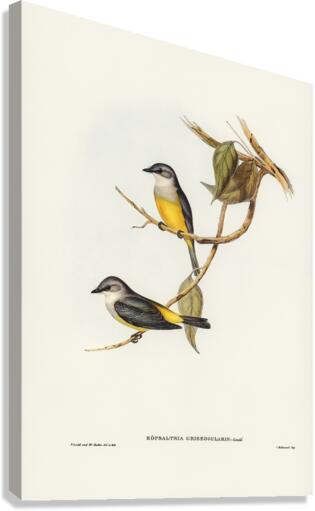 Grey-breasted Robin Eopsaltria griseogularis illustrated by Elizabeth Gould 1804–1841 for John Gould’s 1804-1881 Birds of Australia  Canvas Print