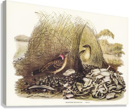 Spotted Bower Bird Chlamydera maculata illustrated by Elizabeth Gould 1804–1841 for John Gould’s 1804-1881 Birds of Australia  Canvas Print